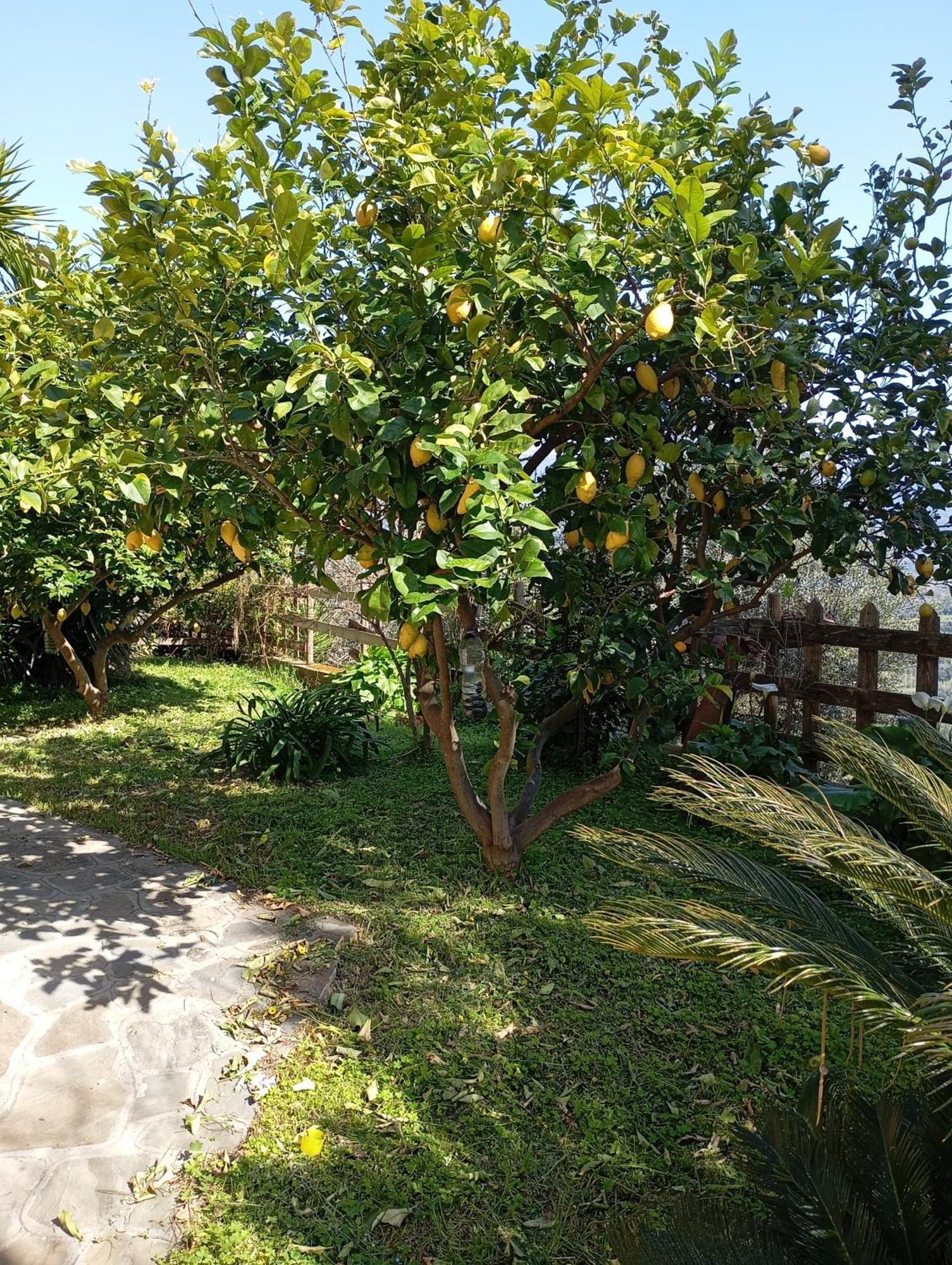 Casa Vacanze Diamante Ogliastro Cilento Eksteriør billede